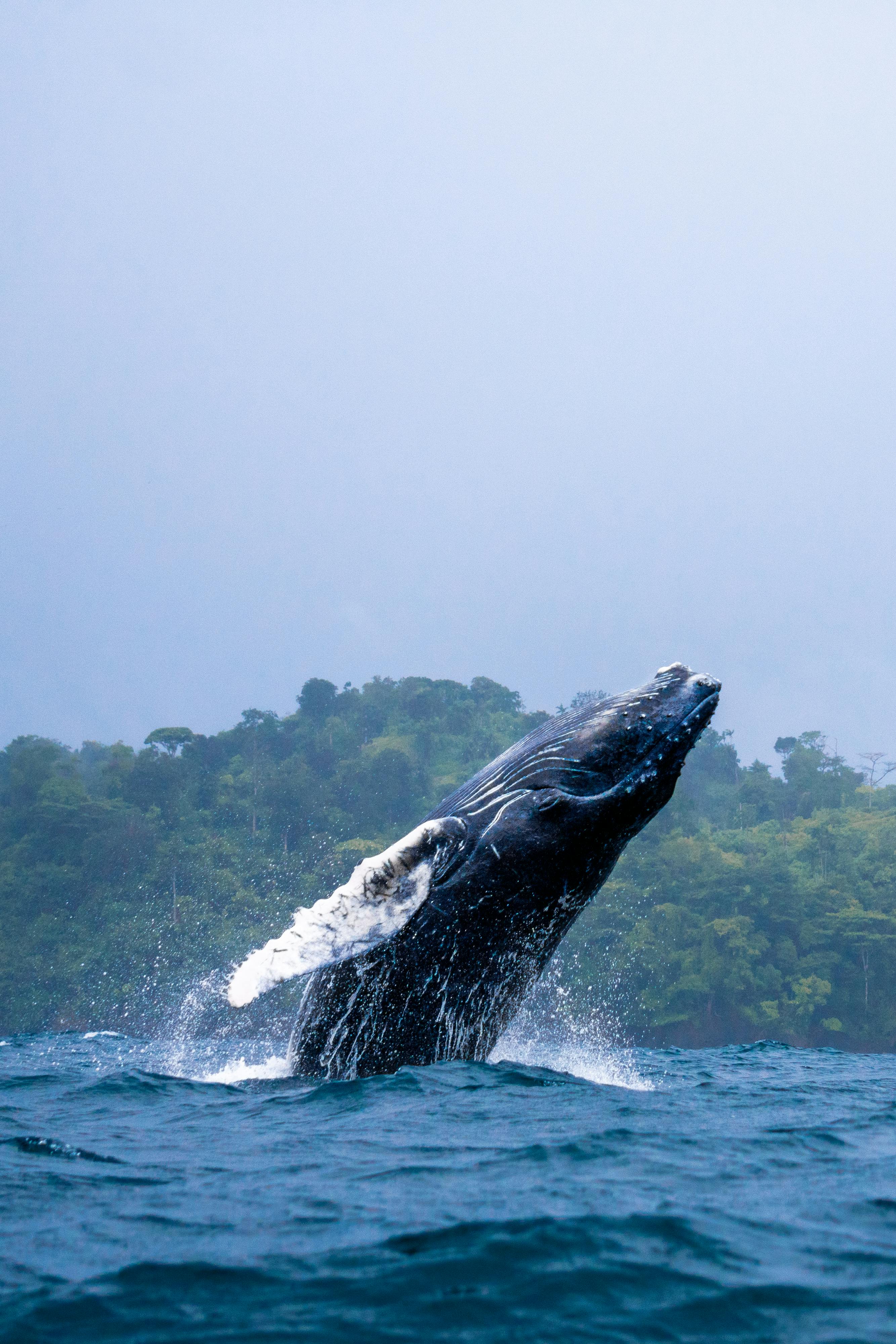 Nosy Be Whale